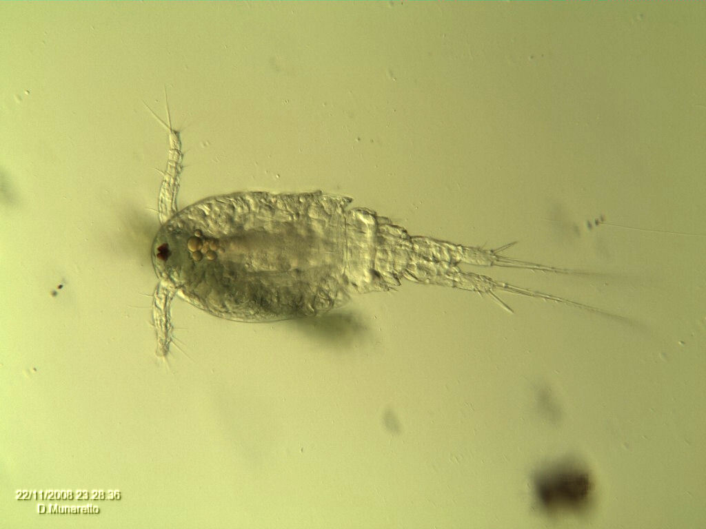 Ancora adulti di COPEPODE...